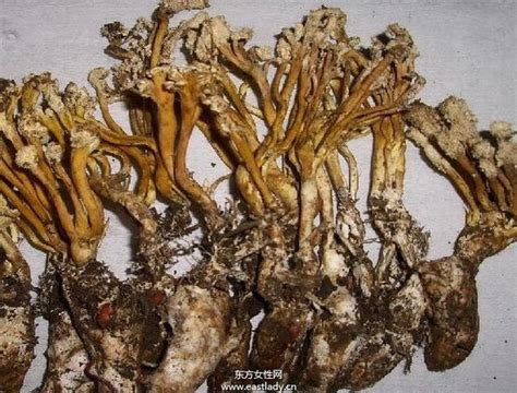 金蟬功效|金蟬花的功效與作用 – 易康網